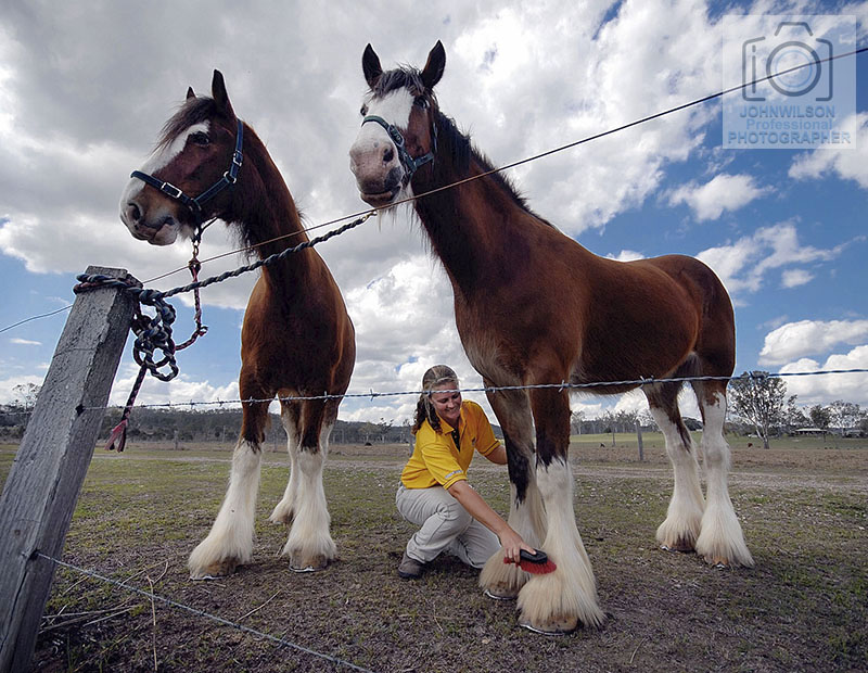 Roma livestock photography